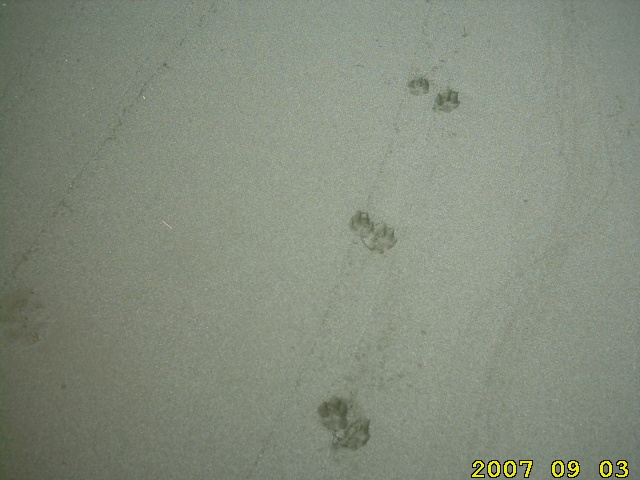 dog-footsteps-in-sand.jpg